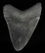 Bargain, Fossil Megalodon Tooth - Georgia #60900-2